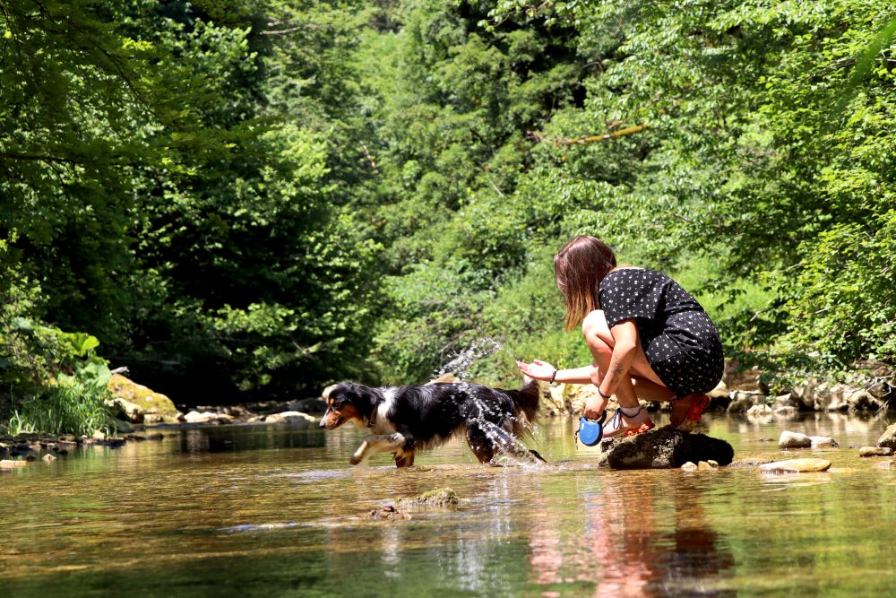 Moment fraicheur à la rivière de la Reverotte avec un chien