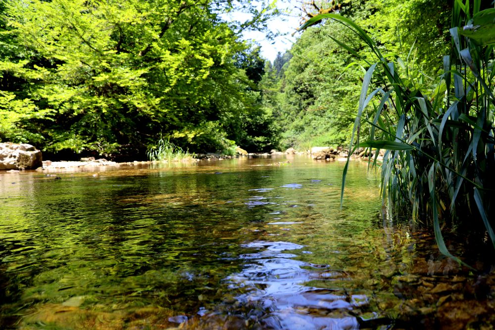 Rivière de la Reverotte