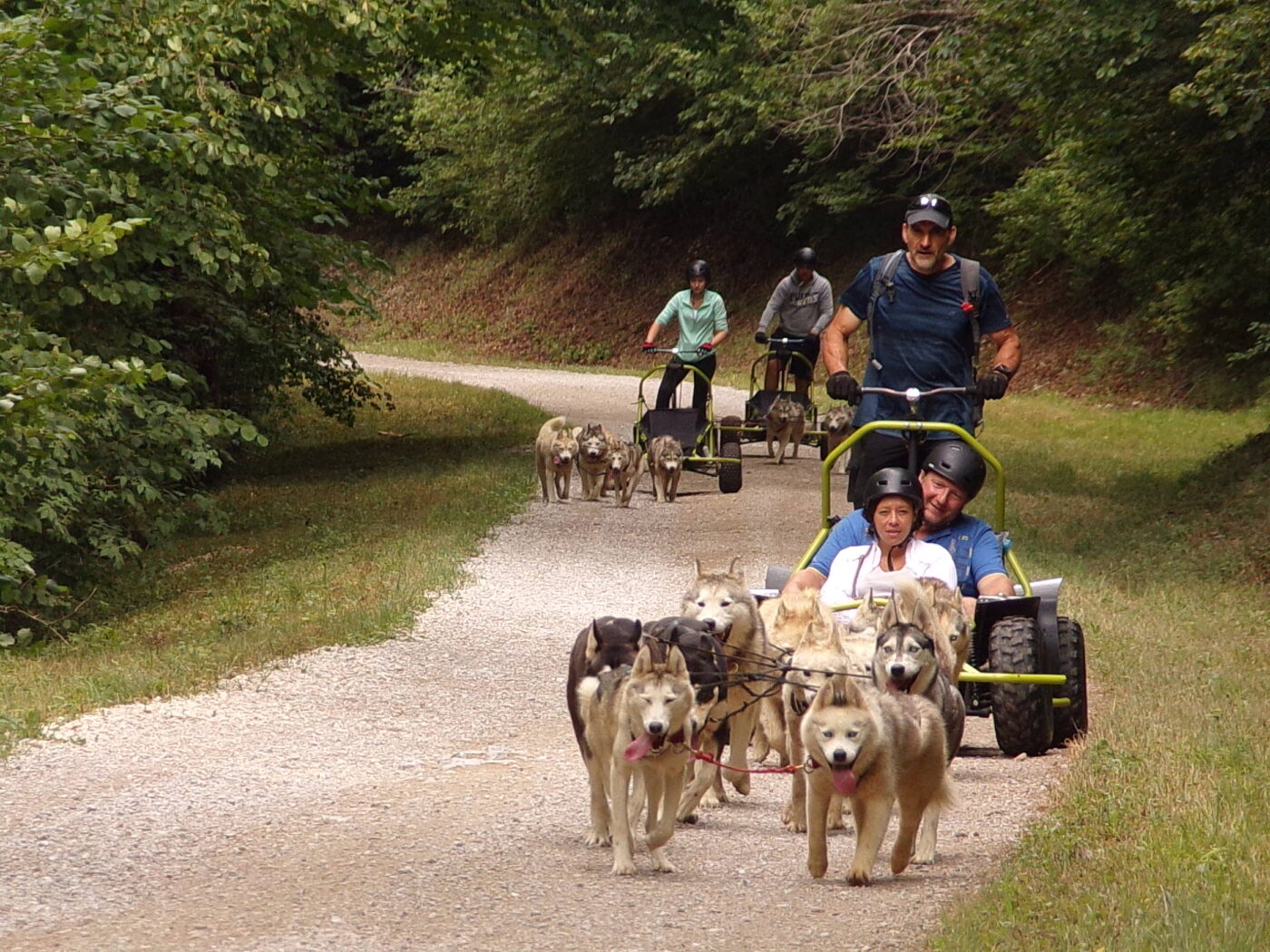chiens de traîneau été