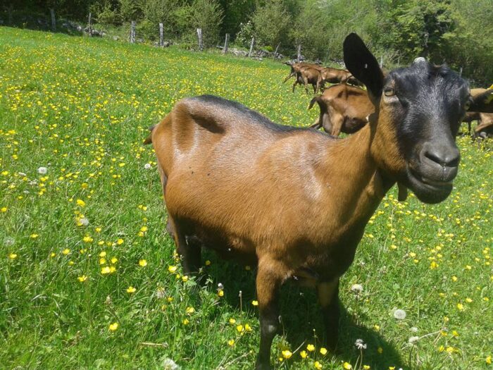 chevrerie-mont-de-fuans