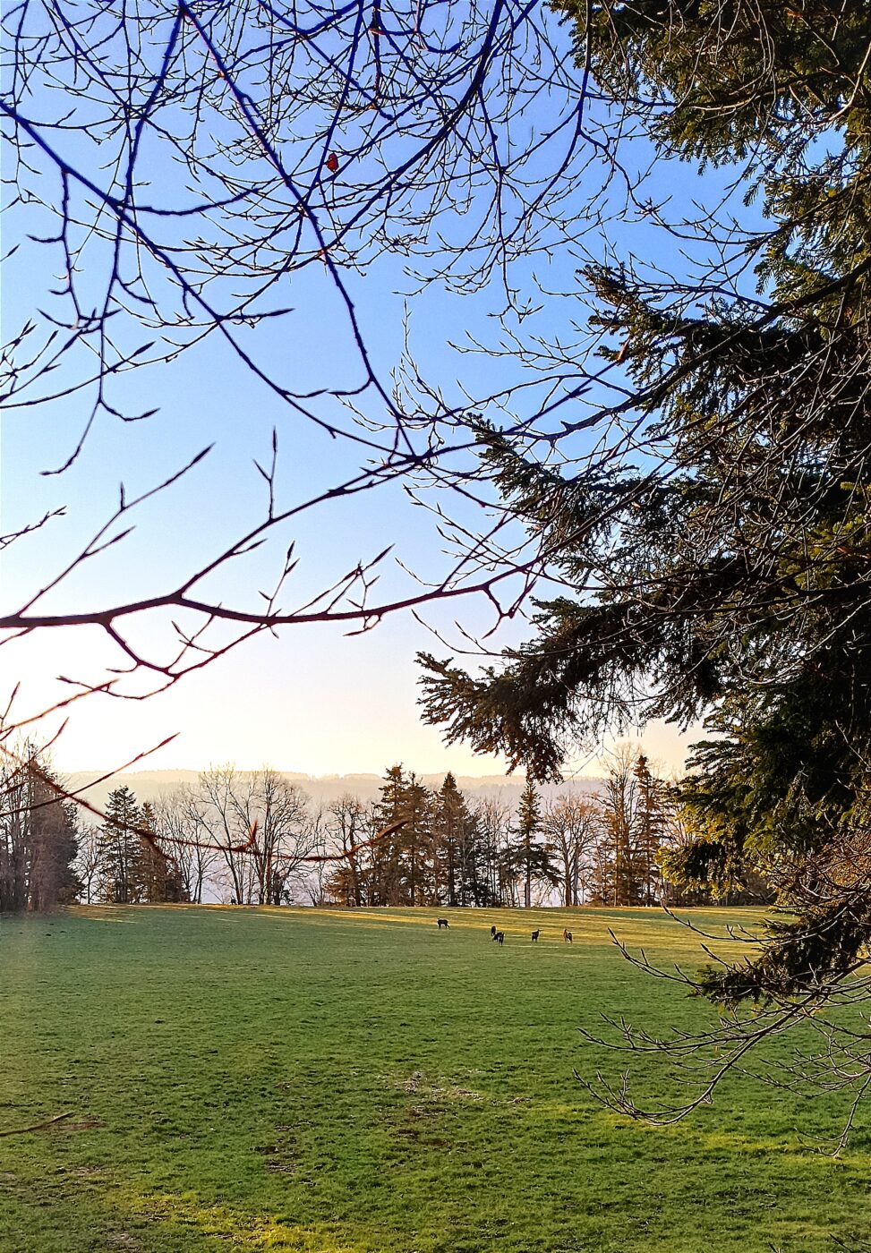 chamois à 300m du gîte